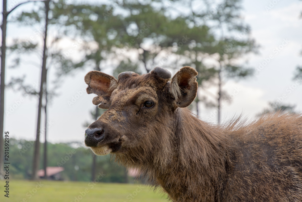 closeup old deer