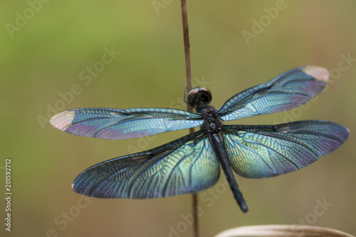 closeup colorful dragonfly
