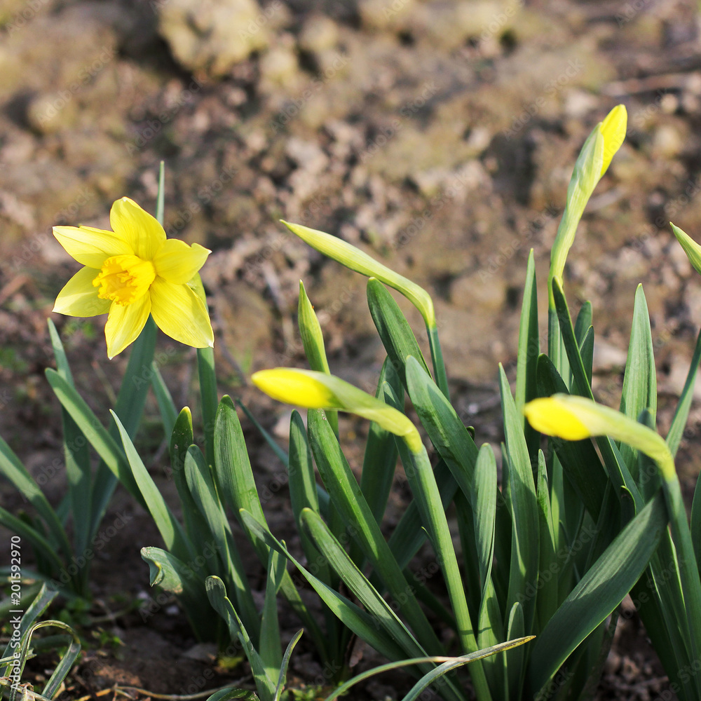 Yellow irises in the garden in the spring. Yellow irises in the garden in the spring.