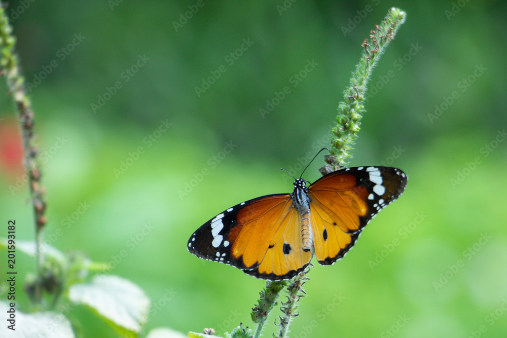 The butterfly on leaf. The butterfly on leaf.