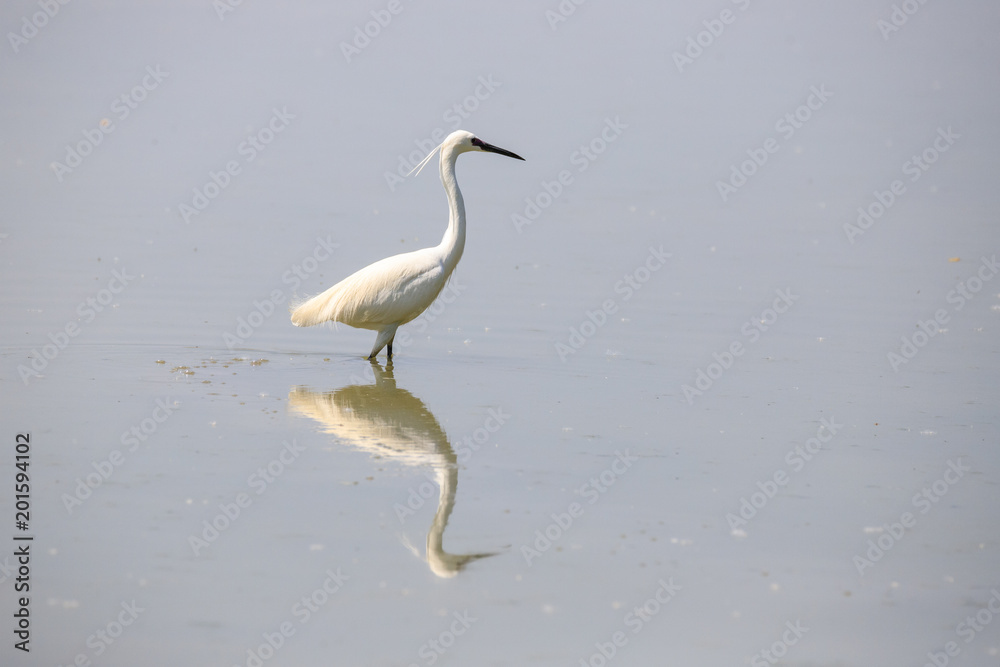 Garzetta (Egretta garzetta) Garzetta (Egretta garzetta)