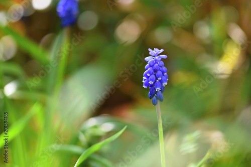 Beautiful spring blue flower grape hyacinth with sun and green grass. Macro shot of the garden with a natural blurred background.(Muscari armeniacum)