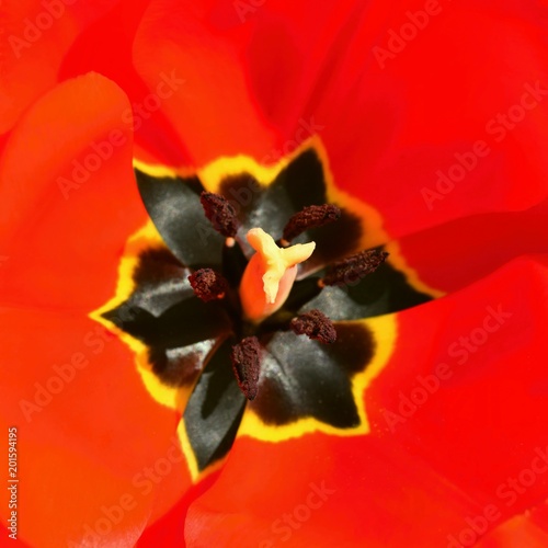 Spring flower. Macro shot of a red tulip. Spring in the garden.  (Tulipa)