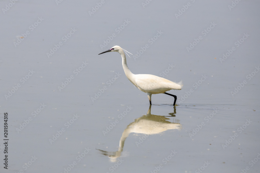 Garzetta (Egretta garzetta) Garzetta (Egretta garzetta)