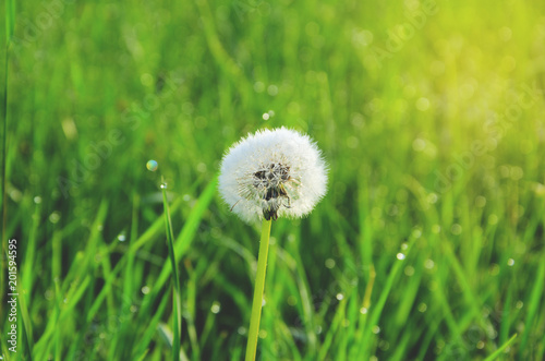 Delicate fluffy dandelion close up on a shining blurred green background of wet meadow grass