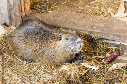 Nutria brood close-up on the farm. Three friends of the concept of friendship