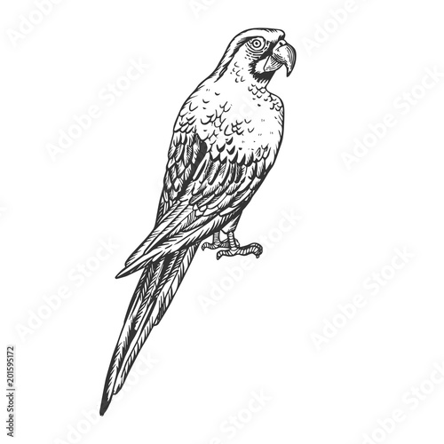 Macaw bird engraving vector illustration