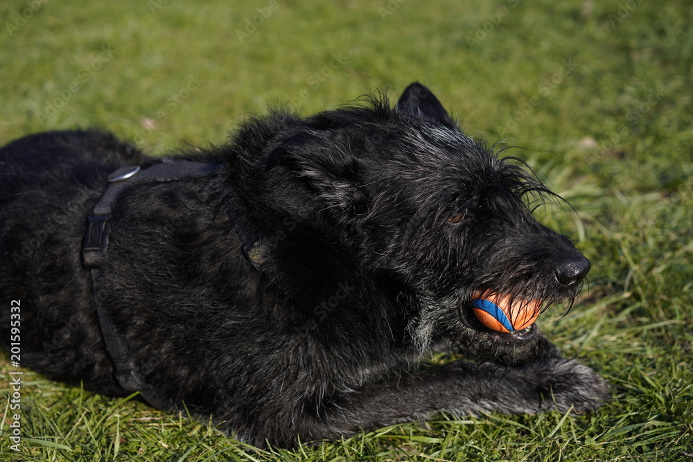 Black dog at the park on a sunny day