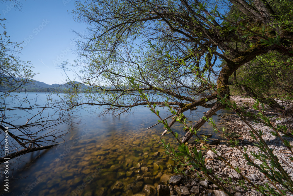 Obraz premium Baum am Traunsee
