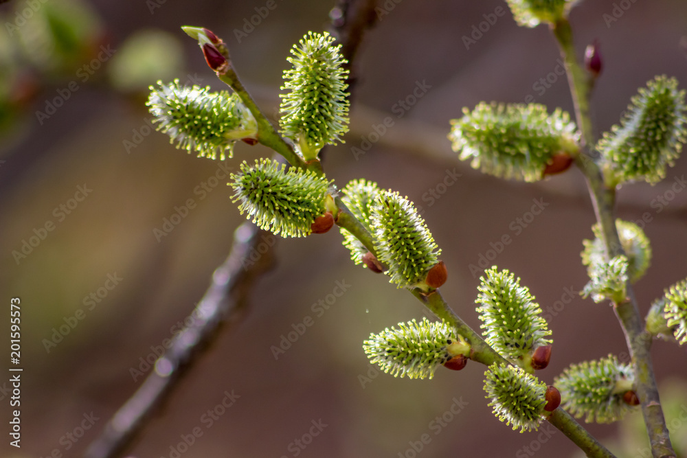 Fototapeta premium Flowering buds of willows in spring in April, close