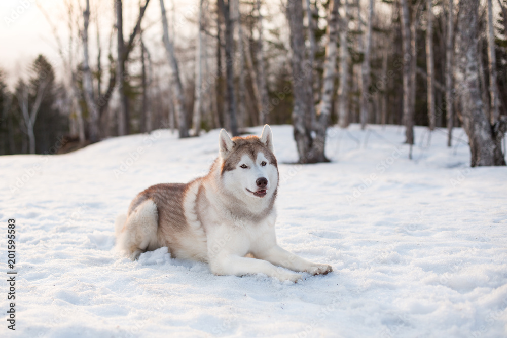 Image of gorgeous siberian husky dog looks like a wolf. Portrait of beautiful Husky looking to the camera and liying is on the snow in winter forest at golden sunset on mountain and forest background. Image of gorgeous siberian husky dog looks like a wolf. Portrait of beautiful Husky looking to the camera and liying is on the snow in winter forest at golden sunset on mountain and forest background.