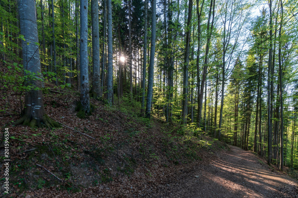 Fototapeta premium Wanderweg im Wald