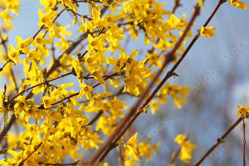Blossom trees. Yellow Trees