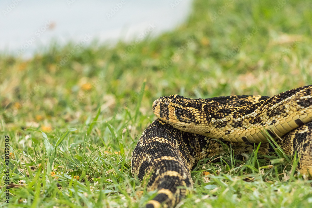 Obraz premium Puff Adder