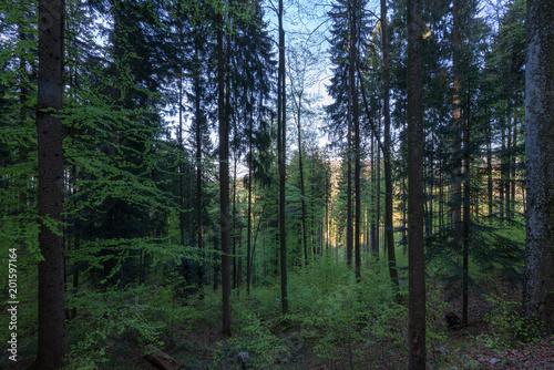 Wald © lexpixelart