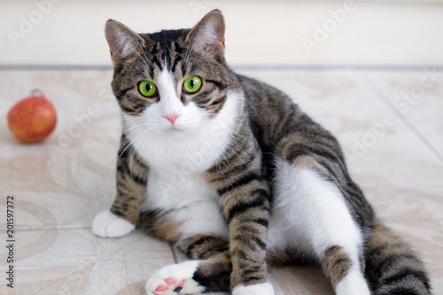 Domestic cat with green eyes watches cautiously and intently