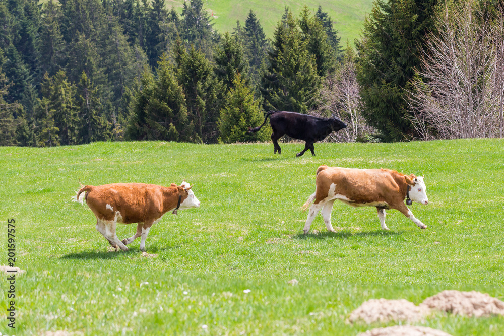 three young bulls running on green meadow, trees, forest three young bulls running on green meadow, trees, forest