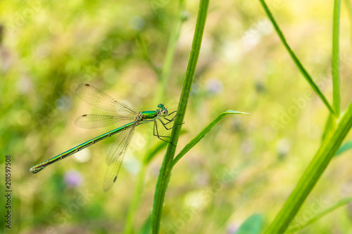 A green-bronze beautiful dragonfly sits on a blade of grass. Photo flying insect close-up. © Dmitriy