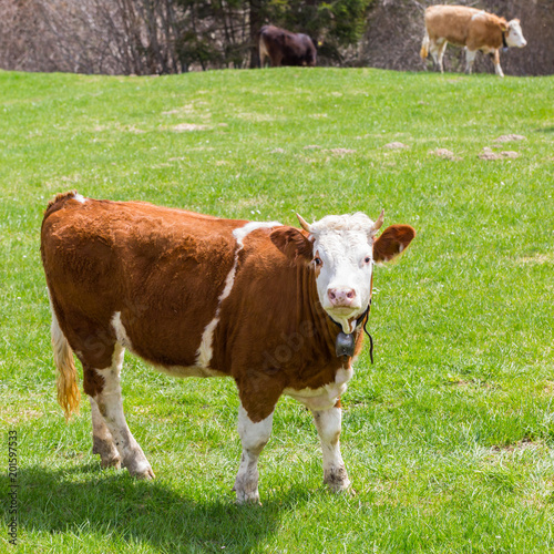 one young bull walking standing and starring in green pasturage