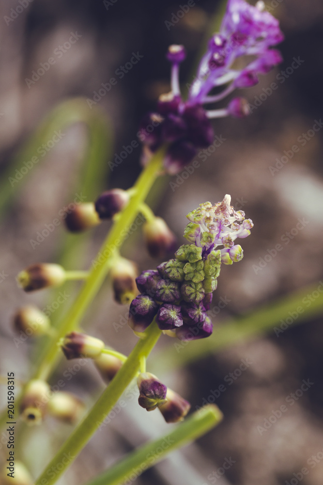 macro photos of natures perfect for wallpapers
