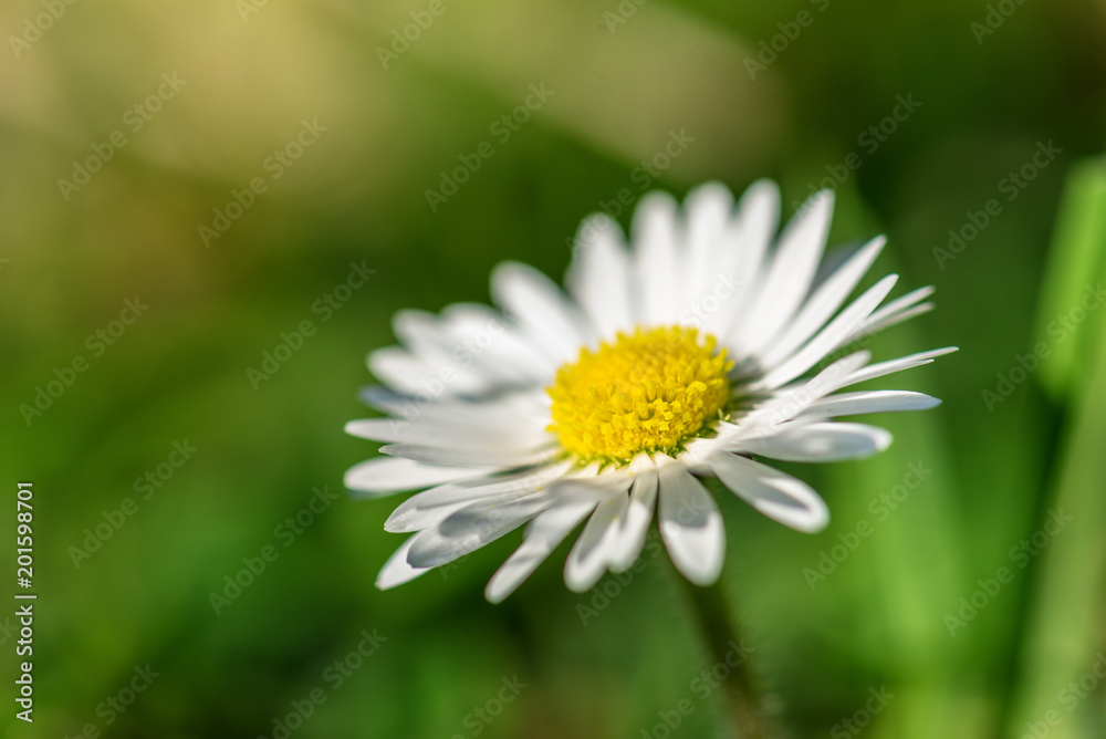 Beautiful alone field daisy flower. Beautiful alone field daisy flower.