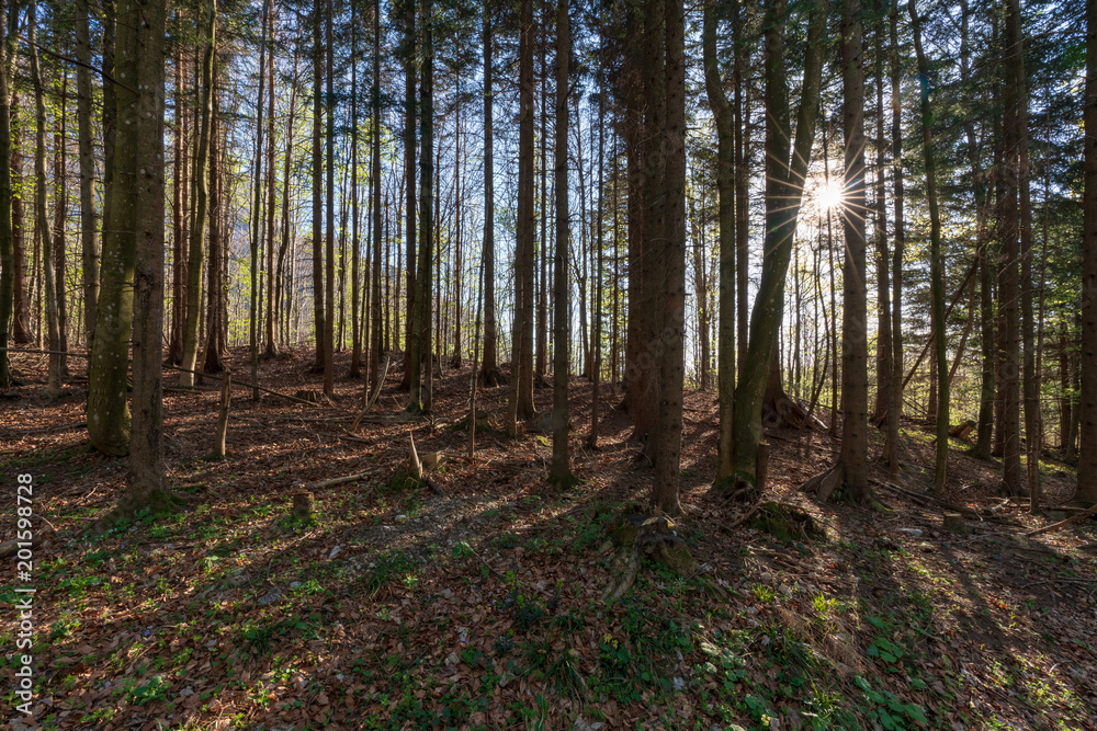Wald Wald