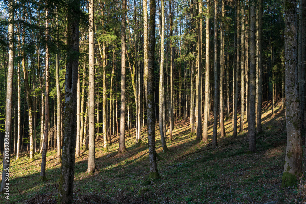 Naklejka premium Wald