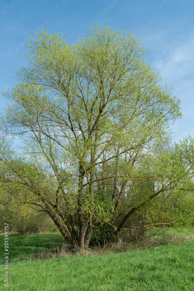 Fototapeta premium Weiden in einem Naturschutzgebiet