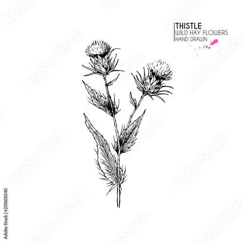 Hand drawn wild hay flower. Milk marian thistle. Medical herb. Vintage engraved art. Botanical illustration. Good for cosmetics, medicine, treating, aromatherapy, nursing, package design field