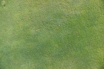 Fresh green grass texture