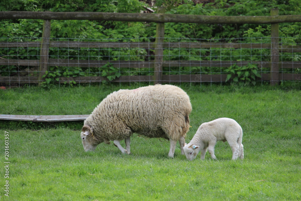 White Sheep - Ewe with Lamb feeding