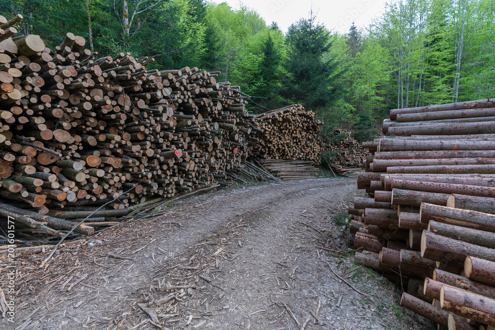 Holzstoß im Wald