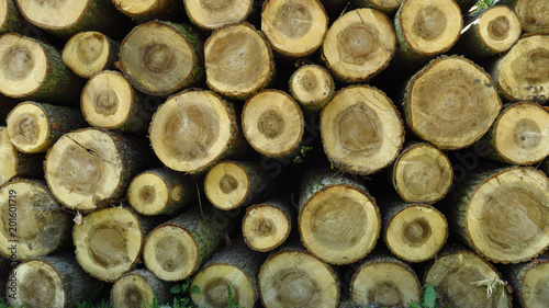 Pine Wood Logs In Large Woodpile
