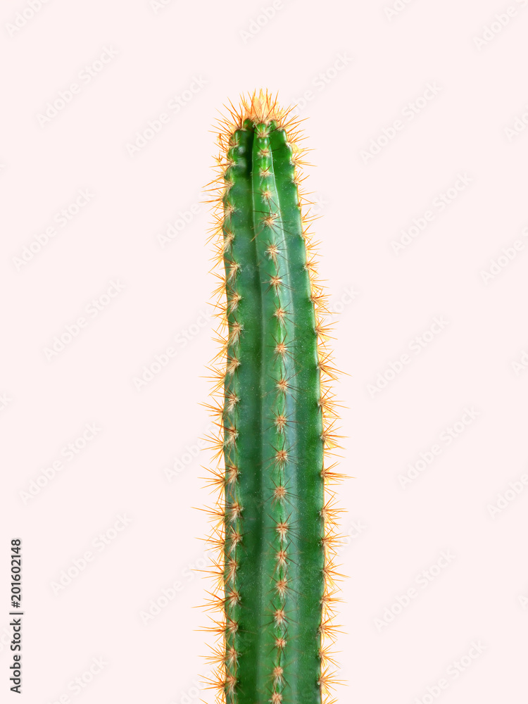 Cactus.Fashion Design. Minimal Stillife. Trendy Bright Colorful.