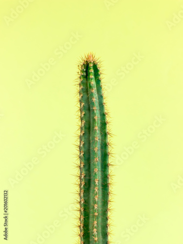 Cactus.Fashion Design. Minimal Stillife. Trendy Bright Colorful.