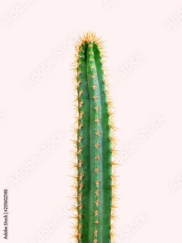 Cactus.Fashion Design. Minimal Stillife. Trendy Bright Colorful.