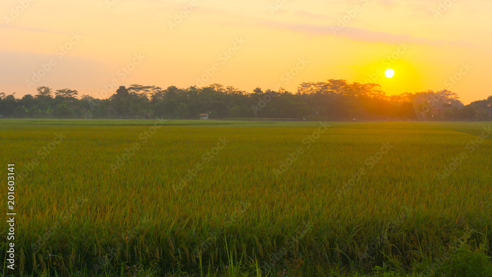 rice field in the morning with the yellow sun and green grass rice field in the morning with the yellow sun and green grass