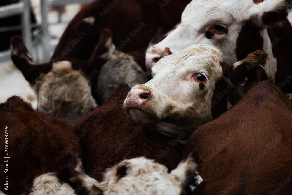 Cow head in between other cows. Cow head in between other cows.