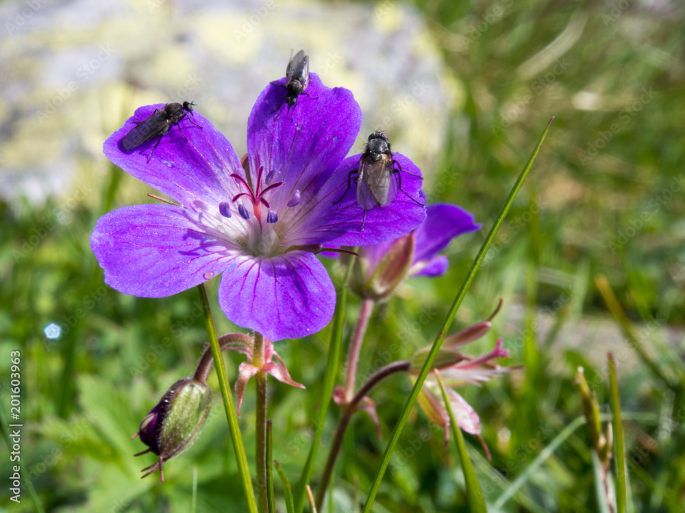 Mountain flower