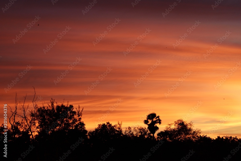 Silhouette of  trees with beautiful golden sky at sunset,Photos back - light at the horizon began to turn orange with purple and pink cloud
