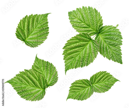Raspberry leaves isolated on white background
