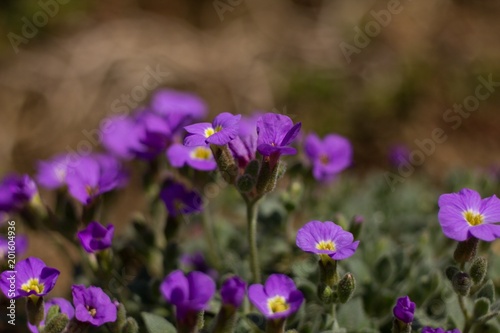 Aubrieta of low, perennial herbs forming blossoms in flowering. The rod originates in the regions of Southeast Europe and Asia Minor, from which it has gradually expanded all over Europe, Northeast . photo