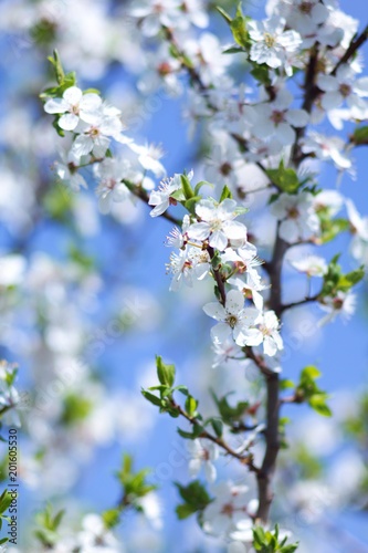 Cherry blossom, cherry blossoming twig, spring fruit background.