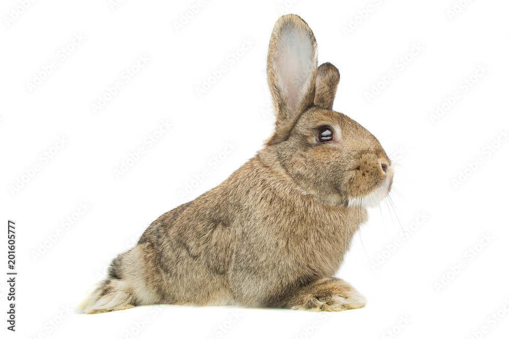 Obraz premium brown rabbit