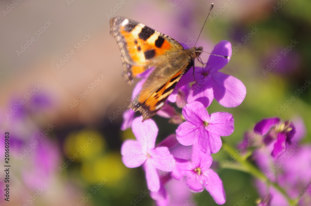 Obraz premium butterfly