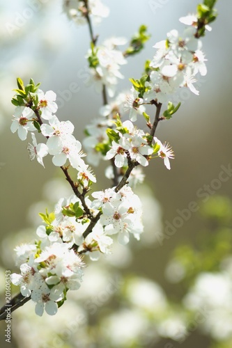 Cherry blossom, cherry blossoming twig, spring fruit background.