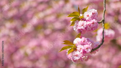 Bloesem - de zomer komt er weer aan