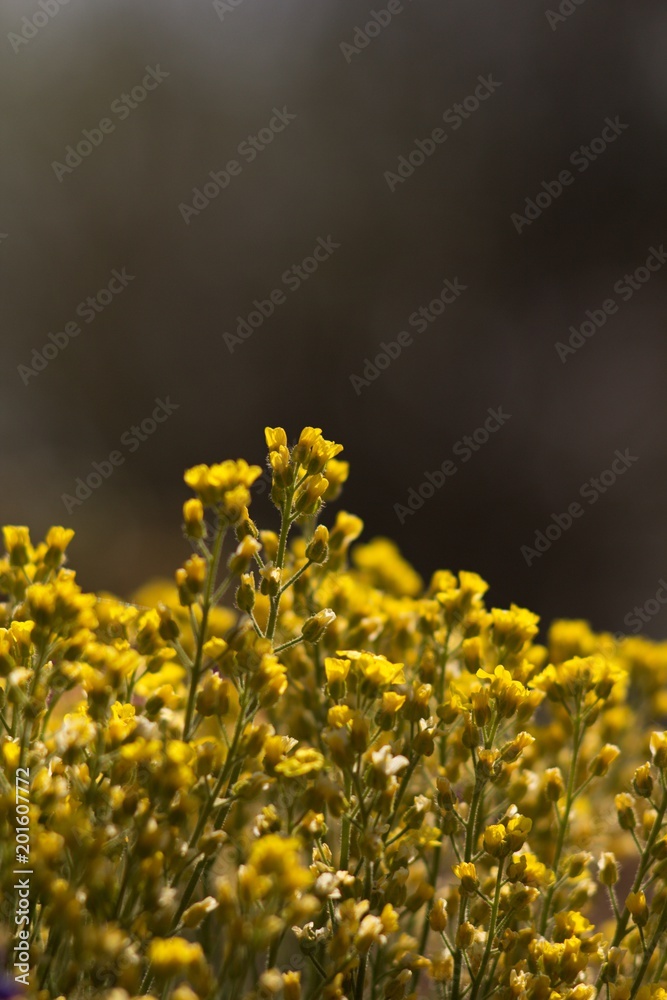 The evergreen shade (Draba aizoides) is a tall, perennial, stony, blooming yellow spring, predominantly a mountain herb The evergreen shade (Draba aizoides) is a tall, perennial, stony, blooming yellow spring, predominantly a mountain herb