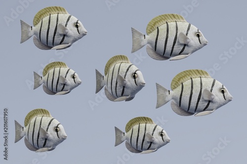 Realistic 3d Render of Convict Tang Fish photo