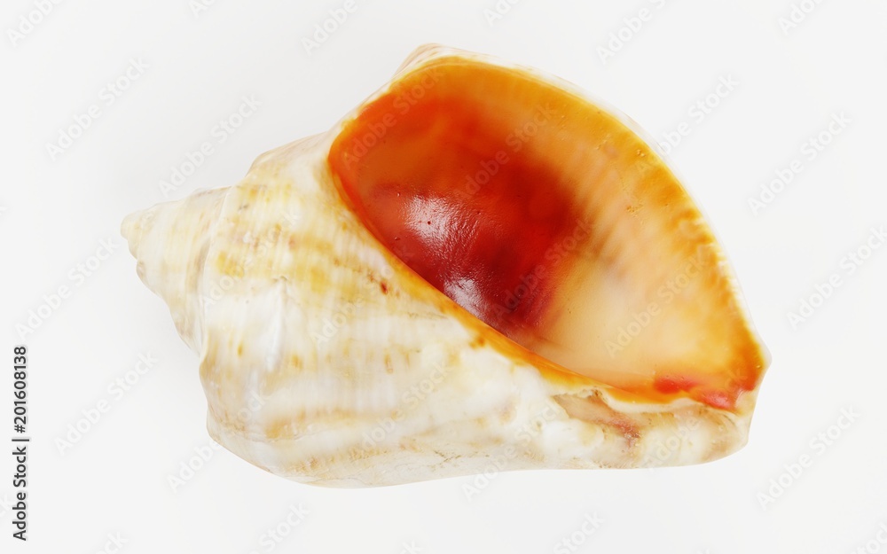 Realistic 3D Render of Shell